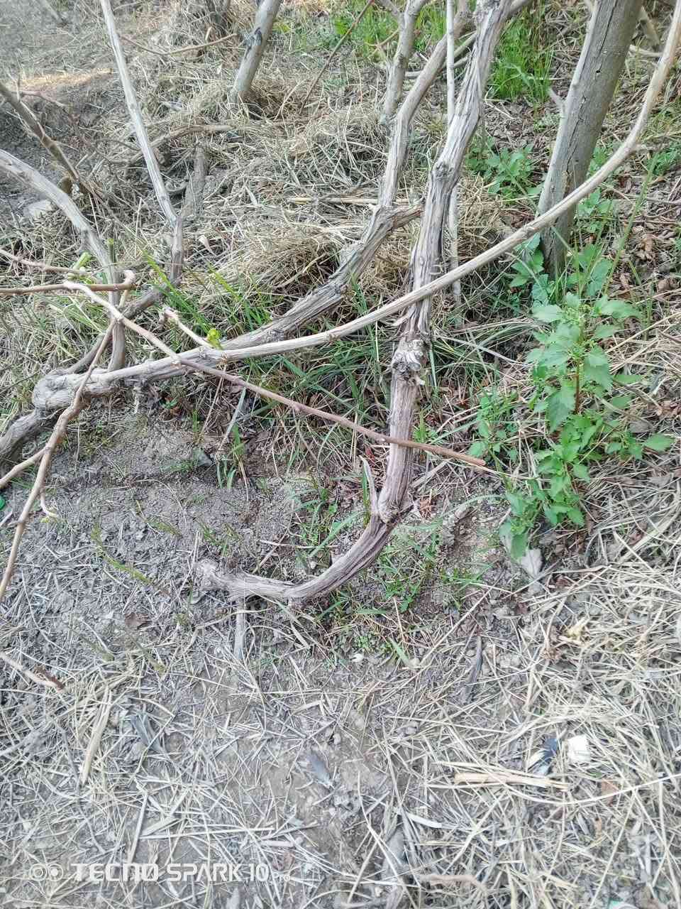 سلام عليكم
عندي هروش عنب للبيع 
العدد 35 هرش
سعر الهرش الواحد 7 الف 
الاستفسار *********** 
مكاني النجف الاشرف قضاء المشخاب
