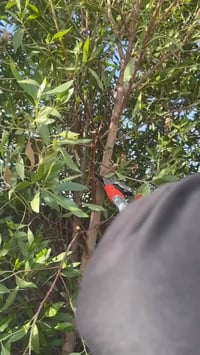 مقص تقليم • بدون سلم • فيديو