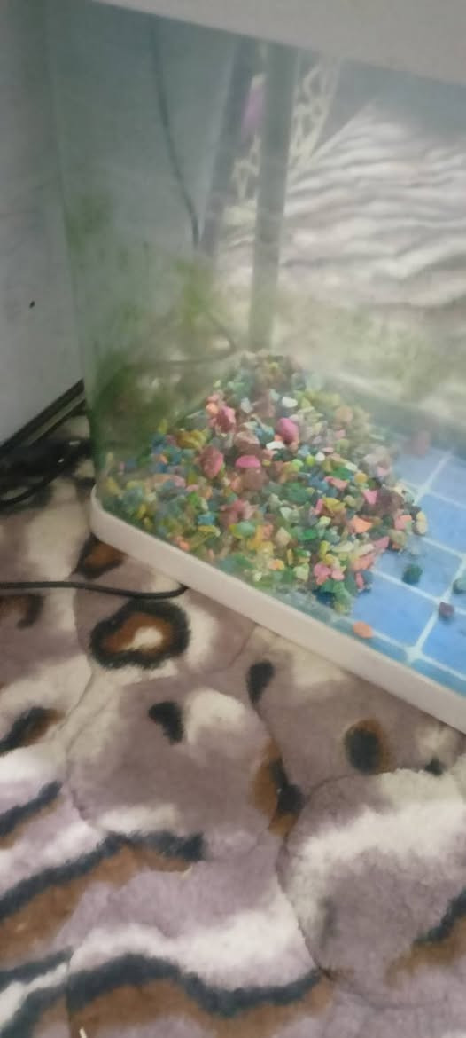 حوض بلاستك مستعمل نضيف حجم شبر شويه مال سمك 🐟 زينه مع اناره سعره 20مع حصو حي جهاد مدخل مخابرات


**إذا كنت صاحب هذا الإعلان وتريد حذفه لأي سبب، رجاءا أرسل رسالة إلى الدعم الفني**