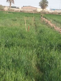 ٦ دوانم • طابو سند • بحر النجف