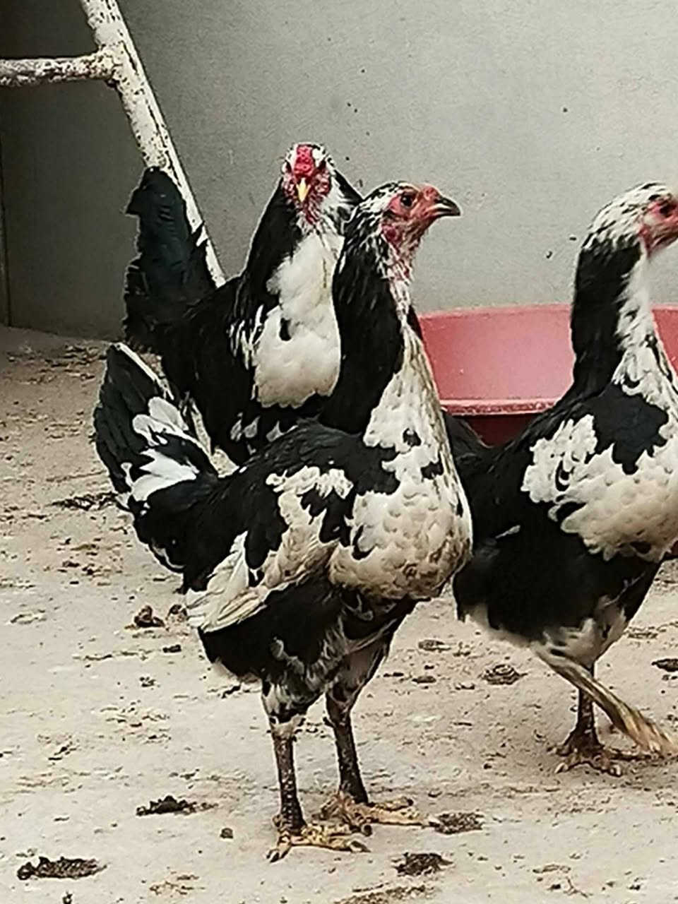 سلام عليكم للبيع بيض هندي بوتاني سعر التوصيل  ***********
