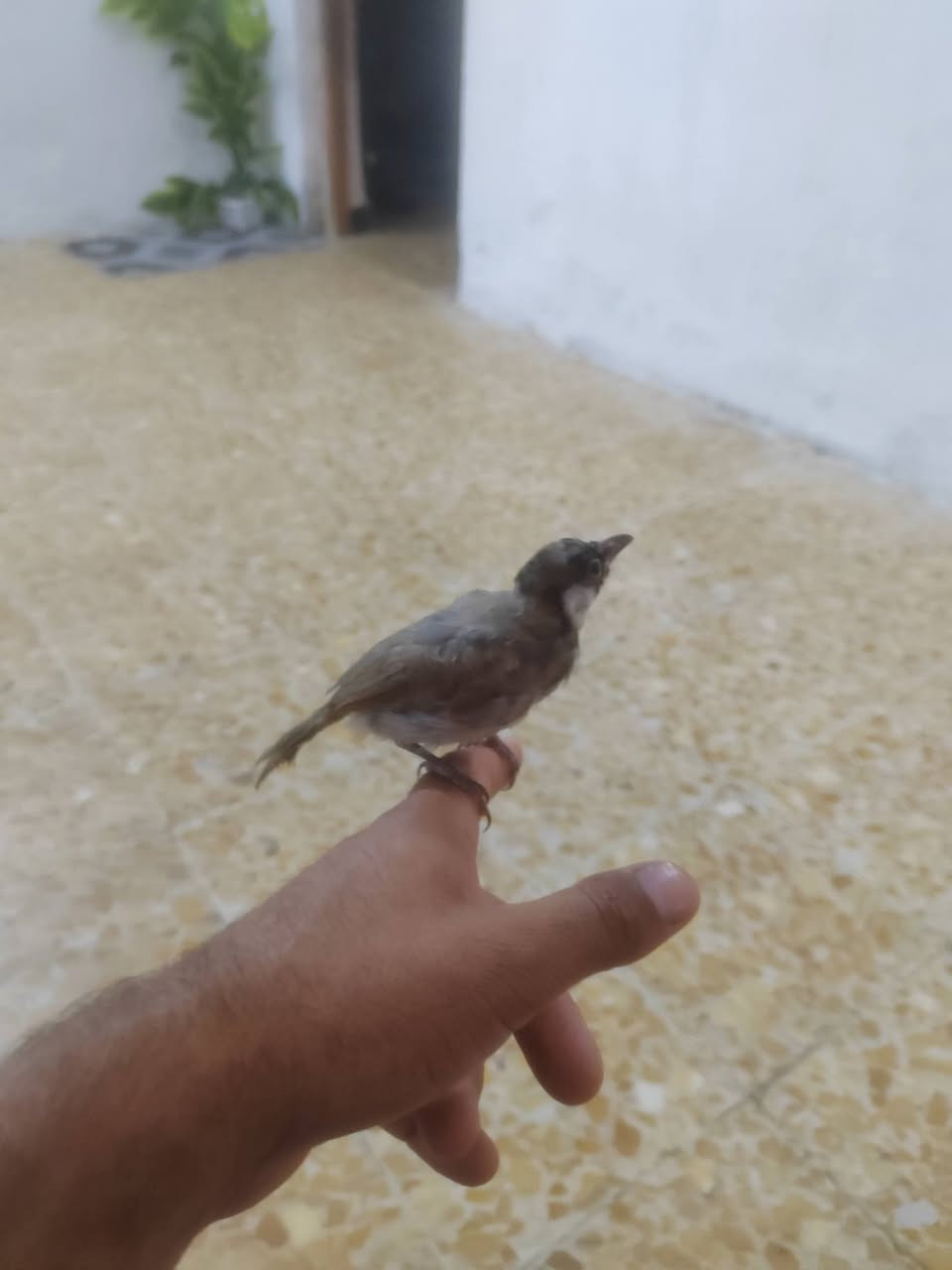بلبل مال ديالى سعر 35 الف ***********
