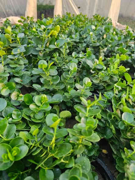 اهلا وسهلا 
بزبأئنا الكرام تم وبعون الله تجهيز وأتمام ألاشجار ألمعمره وبكافة الاصناف وذات المنظر الجميل وتجهيز بكافة الأحجام 
ألأستفسار ***********
 يوجد واتساب
