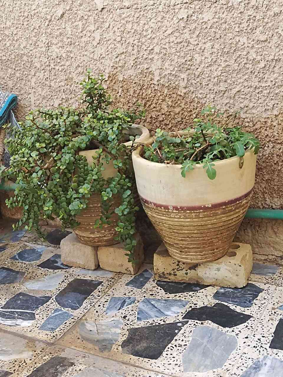 سنك تزكام كلش قوي وثخين ب٨٠ قفل
٣سنادين كبار فخار ب٣٠ قفل كربلاء, العراق


**إذا كنت صاحب هذا الإعلان وتريد حذفه لأي سبب، رجاءا أرسل رسالة إلى الدعم الفني**