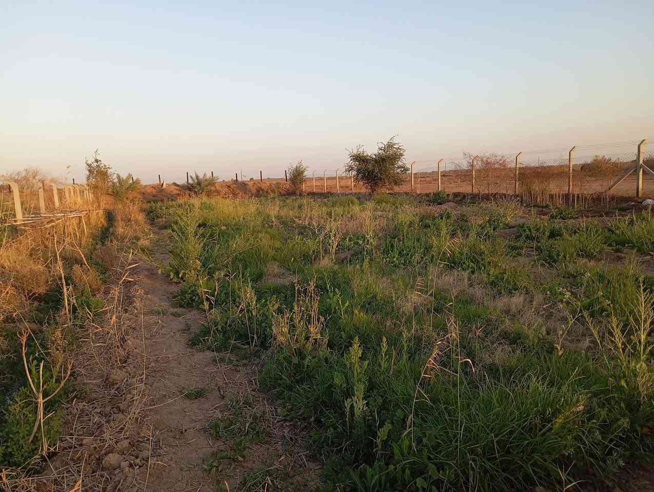 السلام عليكم دونم ونصف طريق الحمزة عالشط المبطن كهرباء ومسيج وبي أشجار النخيل وتين رمان عنب ارض صالحة الزراعة *********** واتساب اتصال للاستفسار
