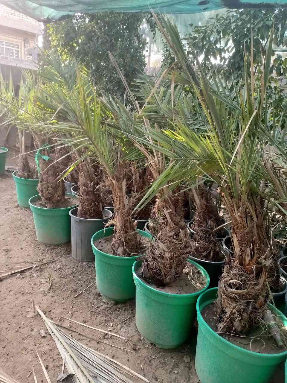 السلام عليكم يوجد الدينا برحي ومجهول وكرنفلي وكافة انواع النخيل لاتصال ع الرقم ***********
