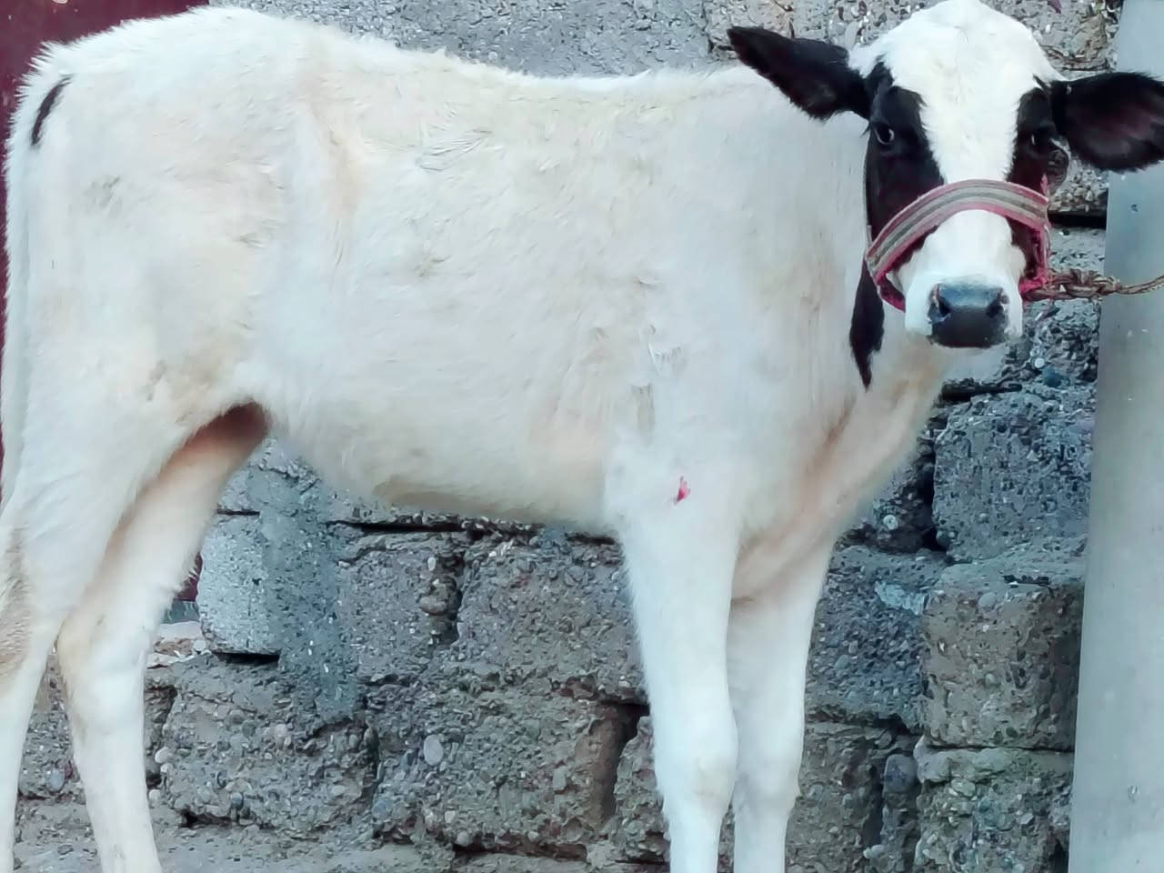 بسم الله ماشاء الله
حولية فرنسية جمة عرموطي الاصلي 

حولية درجى اولى مال جنيه 

شرط اچل وشرب ونصاحة فول 

المكان  صلاح  الدين الشرقاط الخضرانيه

***********
***********
