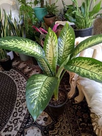 دفن باخيا • جميل • ديكور حديقة