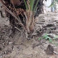 للبيع فسائل نخيل بحجم كبير  فسائل نخيل من صنف الشويثي الممتاز جاهزة لل...