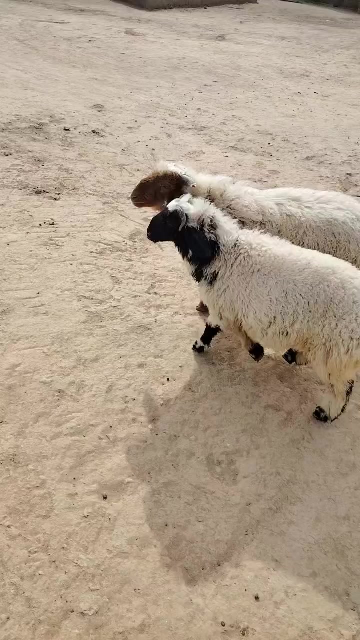 سلام عليكم ورحمة الله وبركاتة طليان خرفان البيع650 نصاح على كل عيب مكان الخفاجيه ***********
