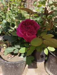 ورد سلطاني • عطر فواح • توصيل داخل وخارج