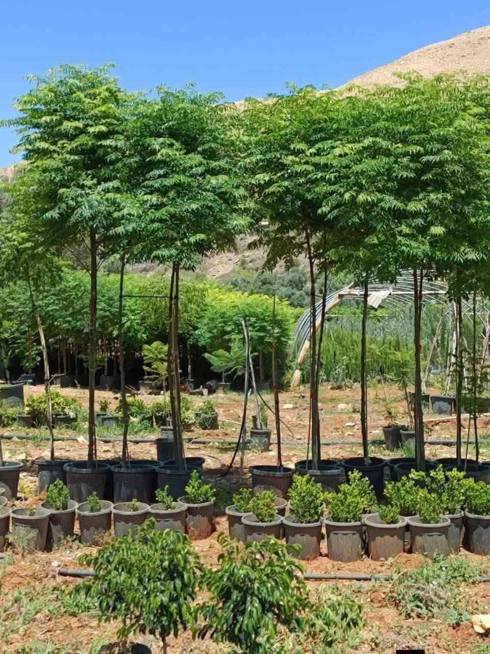 شماسي انثى ايطالي دائم الخضار 
نفس الاحجام المتوفرة 
للتواصل 0779612312


**إذا كنت صاحب هذا الإعلان وتريد حذفه لأي سبب، رجاءا أرسل رسالة إلى الدعم الفني**