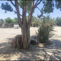 ناحية النشوة • طابو زراعي • ٥ دوانم