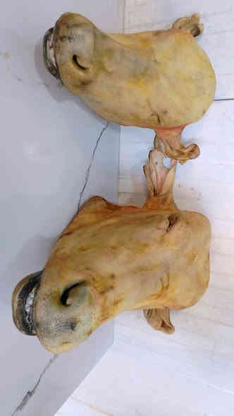 متوفر يوم غد باجه مال عجل 
5 كيلوات باجه مال عجل السعر 25 الف
يعني مو راس مال عجل كامل قسم من راس العجل 
للحجز *********** بي واتساب 
او مراسلة الصفحه 
تتوفر خدمة التوصيل داخل النجف والكوفه اقضيه ونواحي 
العنوان النجف الأشرف بداية ملحق الروان مقابل حلويات المنار
