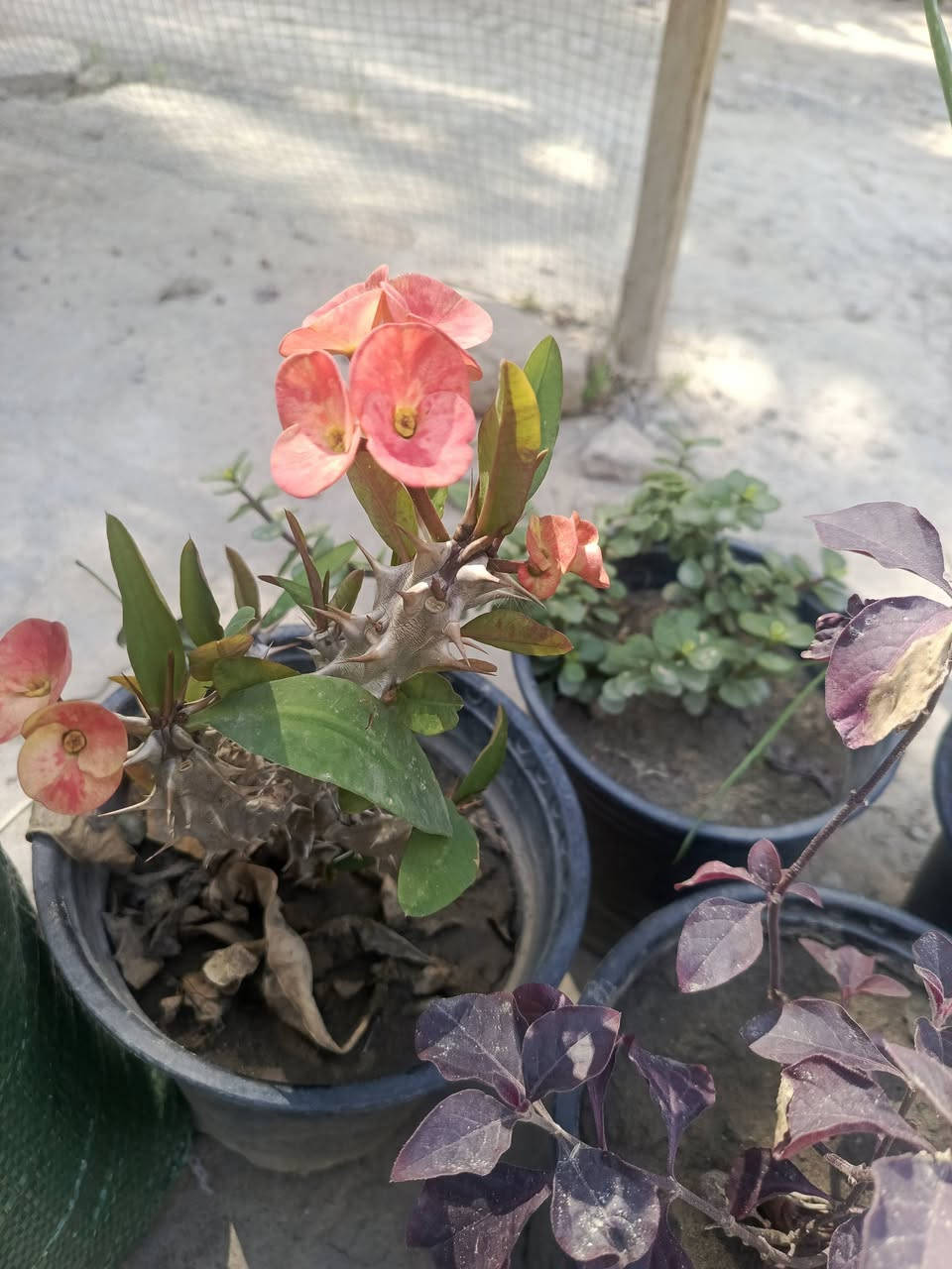 عرض لمدة اسبوع والتوصيل مجاني (المسيب____كربلاء____حله_)
6 شتلات متنوعه + كونية سماد حيواني) بسعر 15 الف


**إذا كنت صاحب هذا الإعلان وتريد حذفه لأي سبب، رجاءا أرسل رسالة إلى الدعم الفني**