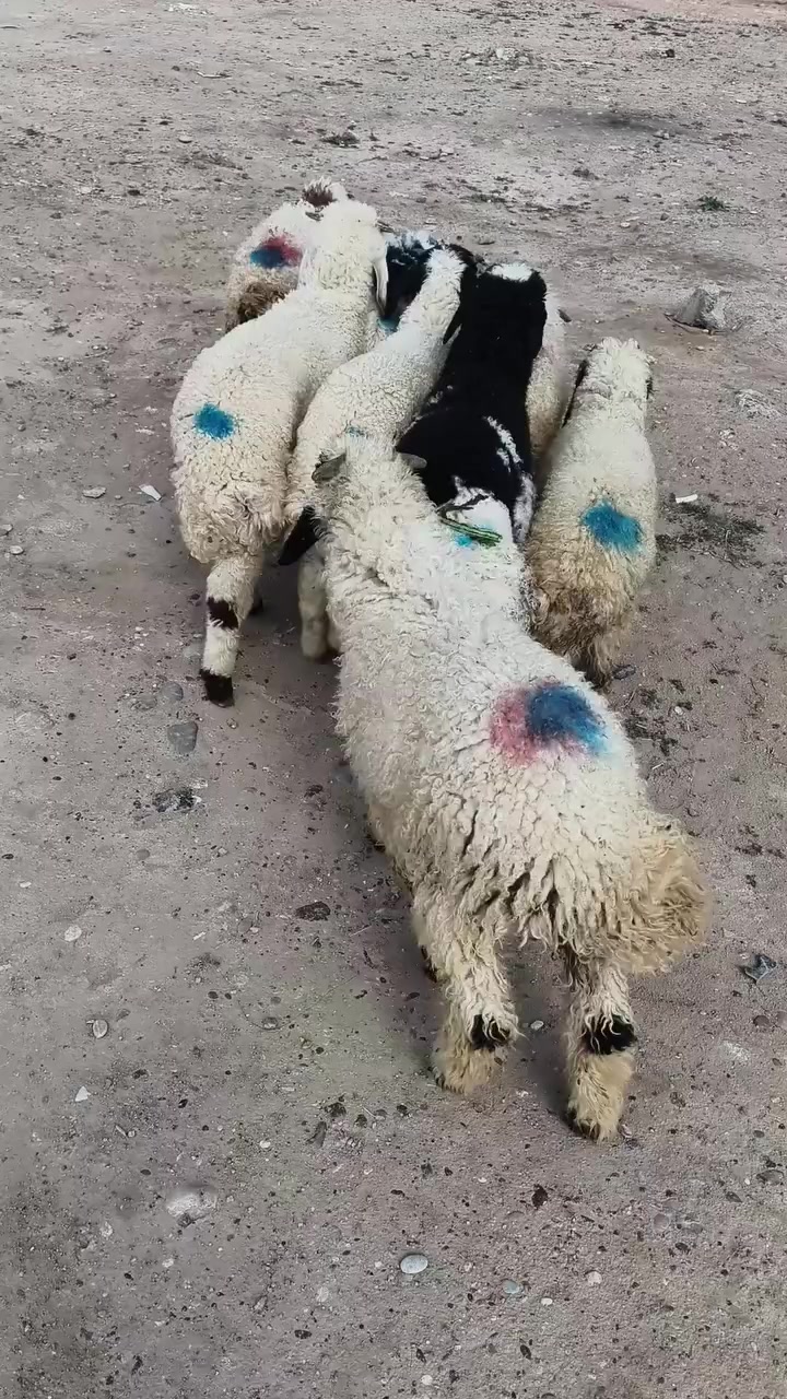 من رخصت الأدمن المحترم
اخوان للبيع طليان العدد 8 كلهم طليان مابيهن ولا فطيمه طليان ناصحات شرط النصاحه تريدهم ربط او ذبح درجى أولى ابيع شلع شرط النصاحه المكان صلاح الدين بيجي للات
*********** /***********
