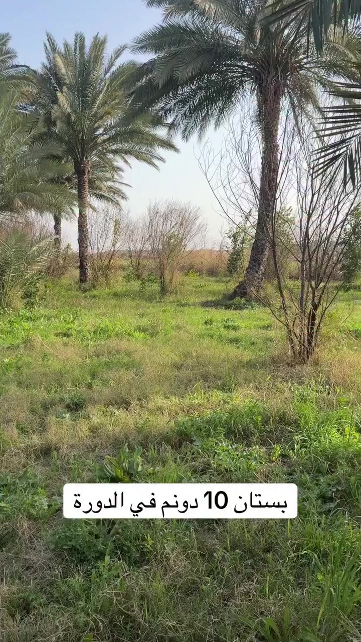 10دوانم في منطقة الدوره مشجرة بالكامل 
***********_***********_***********
