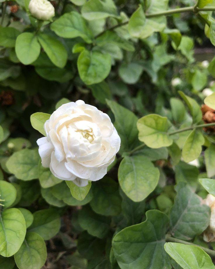 رازقي عراقي عطري فوواح 😍 ا

لون الزهره:ابيض 

#سعر     4   الف فقط 

شرح عن النبات...
من النباتات المحبه لاشعة الشمس 
و محبة للماء بكثره 
عطر زهرة النبات ذات رائحة عطرة جدا
 للاستفسار يرجى مراسلة الصفحة

#مشتل المصطفى 

عنوان / تقاطع سبعه نيسان


**إذا كنت صاحب هذا الإعلان وتريد حذفه لأي سبب، رجاءا أرسل رسالة إلى الدعم الفني**