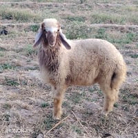 متاح طلي عوسي درجى اولى شراي يراسلني وسعر مناسب  الاتصال ع رقم 0787345...