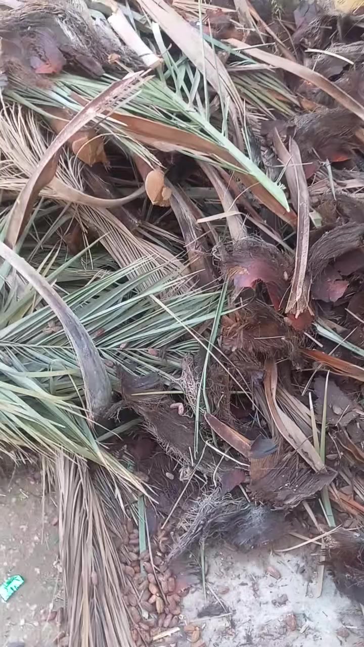 السلام عليكم الي محتاج حطب مال تنور مجاني يتصل على هذا الرقم ***********
