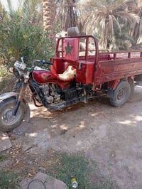 ستوته • ستوتة امراوس • ستوته نظيفة • ستوته رقم ابيض • ستوته سنوية مكفو...