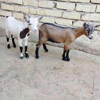 بلجيكات • خط أول • ٦ أشهر