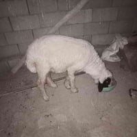 البصره • النشوه • للبيع