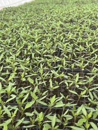 شتل طماطه • الإبراهيمي أسيل عالية • مكتب بركات الحسين