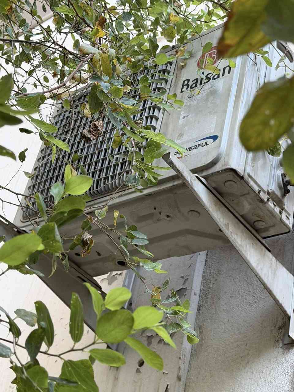 للبيع سبلت 3 طن كنتوري الحافظ 
سبلت بلسان  1 طن ***********
