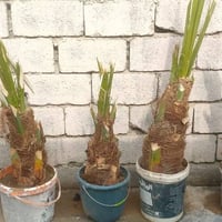 فسلان  نوع بريم للبيع الواحد ب 50الف عندي أيضا جاونات مال تمر للبيع ال...