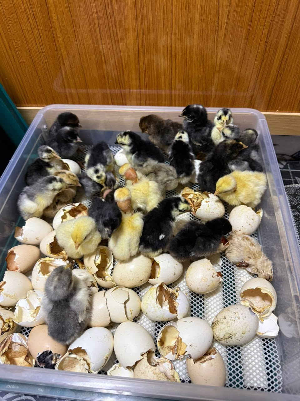 للبيع فقاسه اوتوماتيك ضمان تفقيس تاخذ 60بيضه 
السعر100وبيه مجال قليل


**إذا كنت صاحب هذا الإعلان وتريد حذفه لأي سبب، رجاءا أرسل رسالة إلى الدعم الفني**