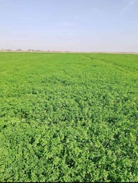 برسيم • حش • الاحرار ع الشط