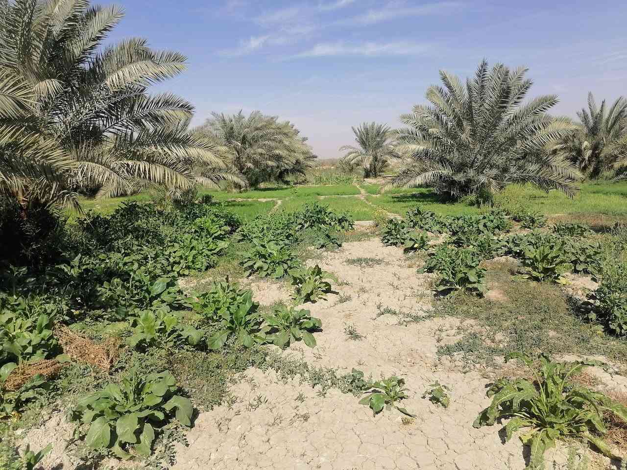 بستان لبيع (شاطي)
مساحته ٣٠٠٠ الاف موقع ناحيه اور منطقه ال ديبس قرب الجسر باقي التفاصيل ع رقم ***********
