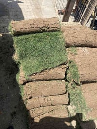 ثيل هندي • ديالى الاصلي • مشتل المهندس