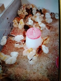 افروخ عرب صحه جديدة الي يريد يخابر 07877581155