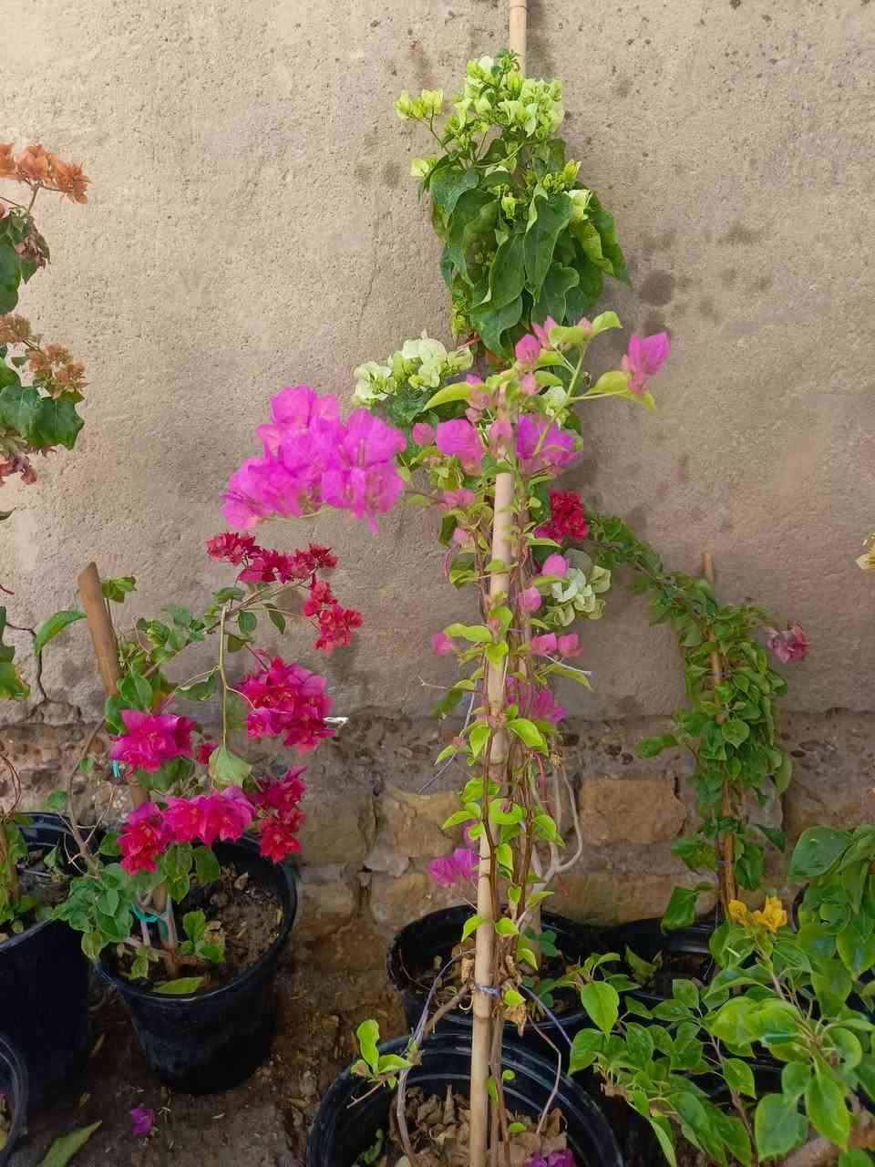 يا الله عرض رمضان المبارك ❤️‍🔥
ورد جوري سلطاني عراقي عطر فواح ٢٥٠٠ 
ورد جوري الوان الفين 
جهنمي متسلق وشجيري الوان ب٥ 
خدمة توصيل داخل المسيب الفين


**إذا كنت صاحب هذا الإعلان وتريد حذفه لأي سبب، رجاءا أرسل رسالة إلى الدعم الفني**