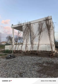 أشجار مشمش • مطعّم • الذيبانية