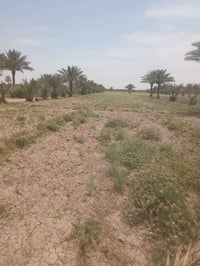 ٤ دوانم • طابو زراعي • مقابل ابو سجاد