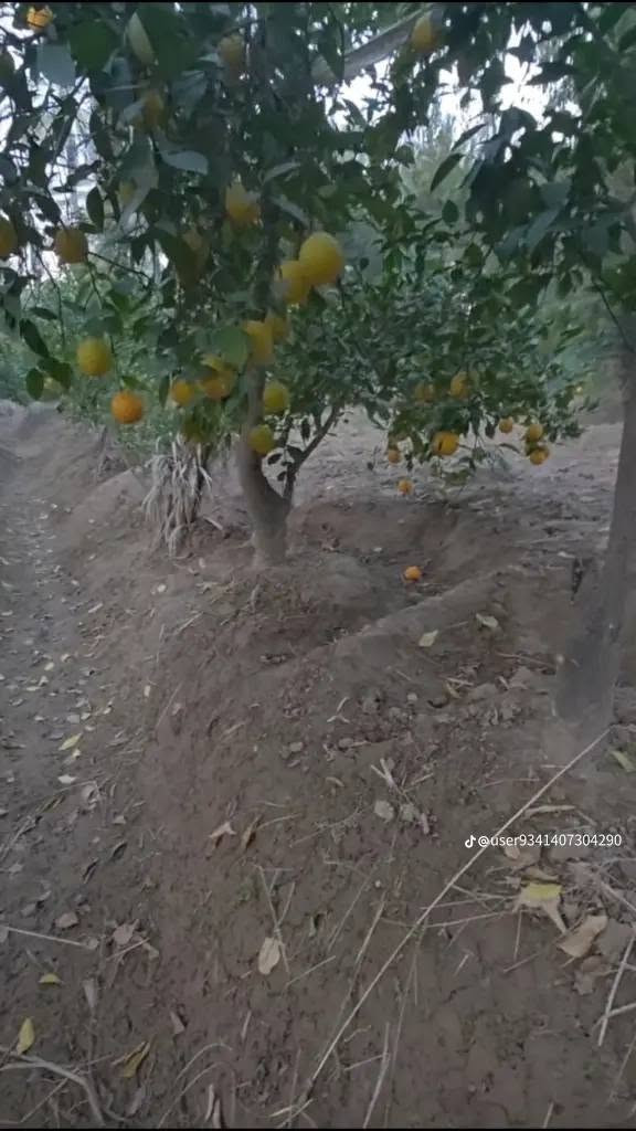 سلام عليكم يوجد كادر لتنضيف الحدائق وكد سواجي وتقليم اشجار وتنضيف بيوت باسعار مناسبه الستفسار *********** يوجد واتساب
