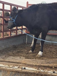 بسم الله ماشاء الله  ذباحة باجر الصلاة على محمد وآل محمد يوم السبت 1/2...