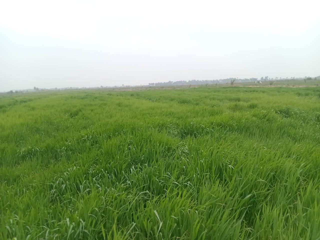 السلام عليكم ارض زراعيه (١٣ جونم) للبيع طابو زراعي سند 25 . مداور مباشر كامل خدمات ماء. كهرباء.    مكان الدغاره  تبعد ١ كيلو عن جسر قدوري الشارع العام (***********)
