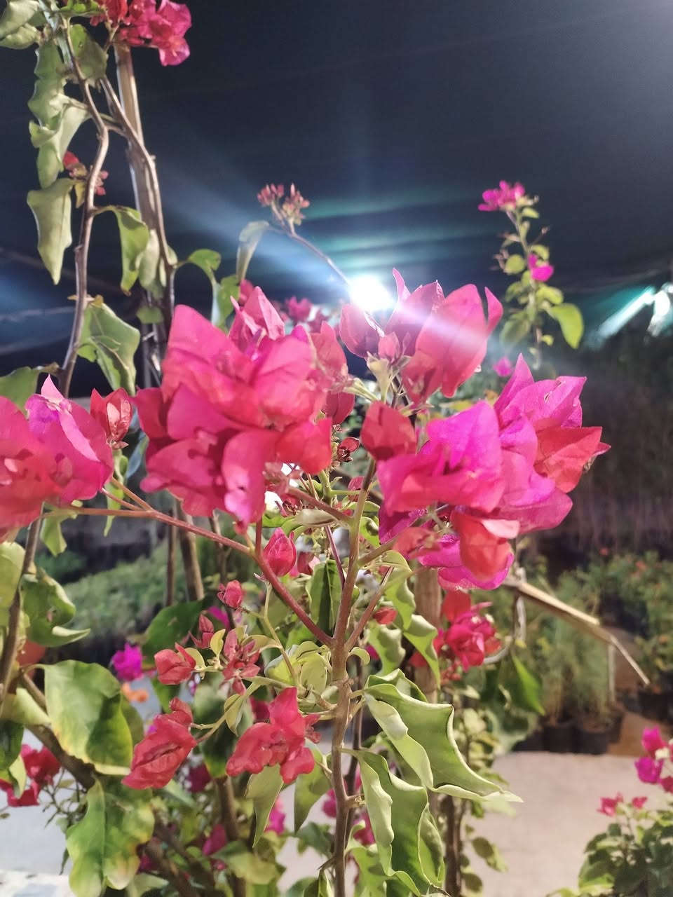 يالله يارزاق المشتل الصغير يتوفر لدينا نباتات داخليه وخارجيه واسمده وسنادين وتراب زراعي وثيل طبيعي مستعدون لعمل الحديقه للحجز والاستفسار ***********
