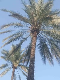 يوجد 550نخله درجه اوله زهدي ضمان  الاستفسار 07715678281 بي وتساب  وافق...