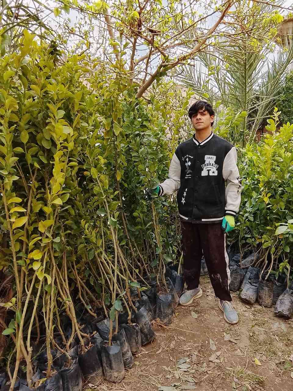 السلام عليكم يتوفر وجبه جديدة من الحمضيات كمية خير من الله برتقال ليمون رارنج لالنگي انگدنيا قلنطوز يوريگا عنب حلواني زيتون اسعار مناسبه مكان المشتل تكريت عوينات ***********
