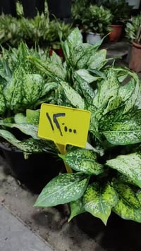 نباتات زينة • ديكور حديقة • حلة حي الصحة