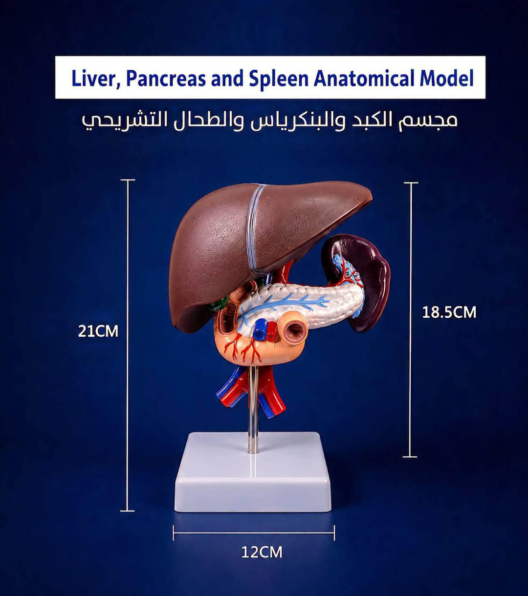 ميديكال بيوتي | Medical Beauty
الوكيل الحصري لـ شركة Aphrodite
تقدم لكم 

مجسمات طبية للعيادات ومراكز التجميل أو التدريب الطبي
للحجز ولمعرفة الأسعار يرجى التواصل عبر الواتساب: ***********
