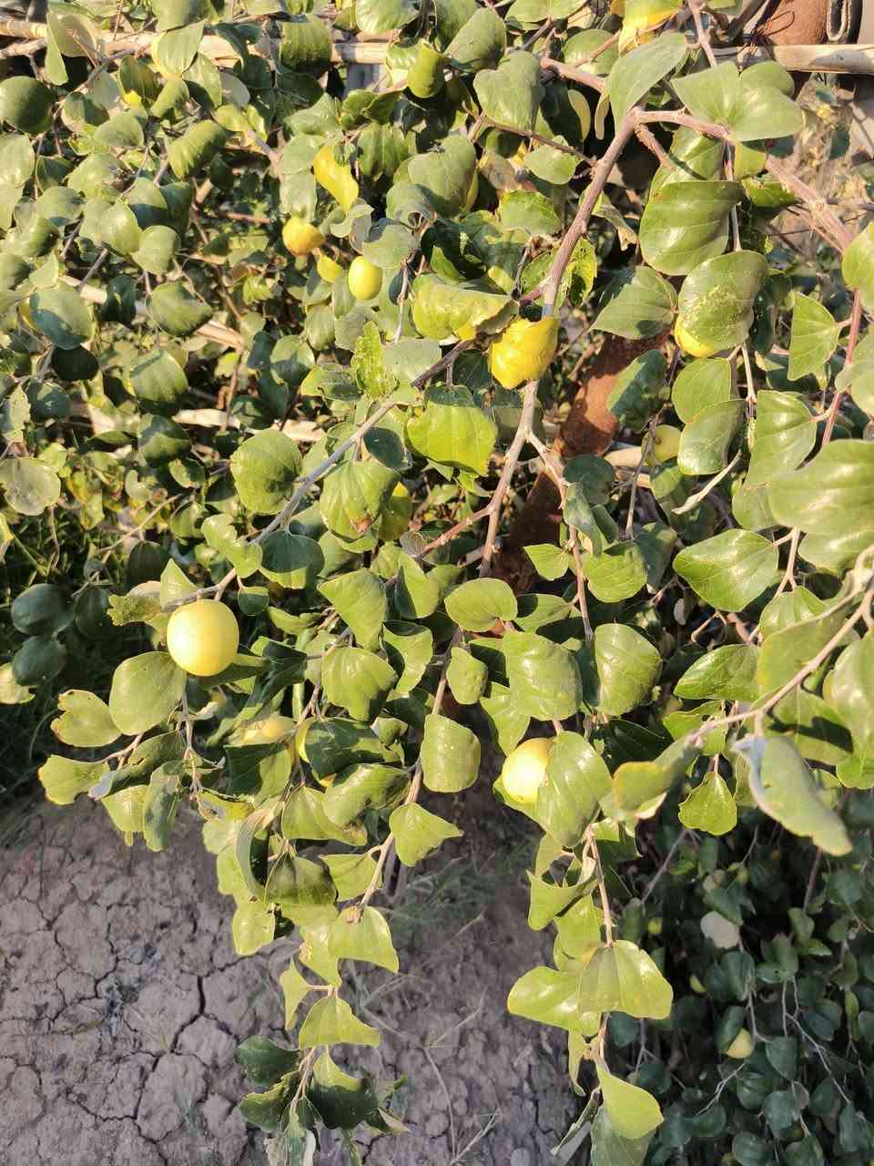 أسعد ألله أوقاتكم بكل خير🌹
الاتصال ***********
🔊 أعلان عرض أليوم أروع مايكون وبسعر مناسب ♦️

أرض مع دار سكن روعه
ألمساحه الكليه ( دونمين 5000 ألف متر )
على شارع 11 متر تبليط ( واجه لارض على شارع 60 متر مسيجه وكامله شقل درجه أولى ) 

تحتوي على دار سكن مساحة البناء 350 م
أرض مزروعه وكامله ومرتبه
على نهر جاري
جميع الخدمات متوفره ⚡

محتويات الدار ⬇️
كراج واسع + ديوان 
صاله ضيوف + موزع غرف
غرف نوم عدد 3 + مطبخ
صحيات خارجيه وداخليه

والبيت شقل درجه أولى 👍

نوع العقار : طابو ملك صرف تحويل بأسم المشتري
العنوان : البصره أبي الخصيب السبيليات شرقيه 

الاتصال ***********
