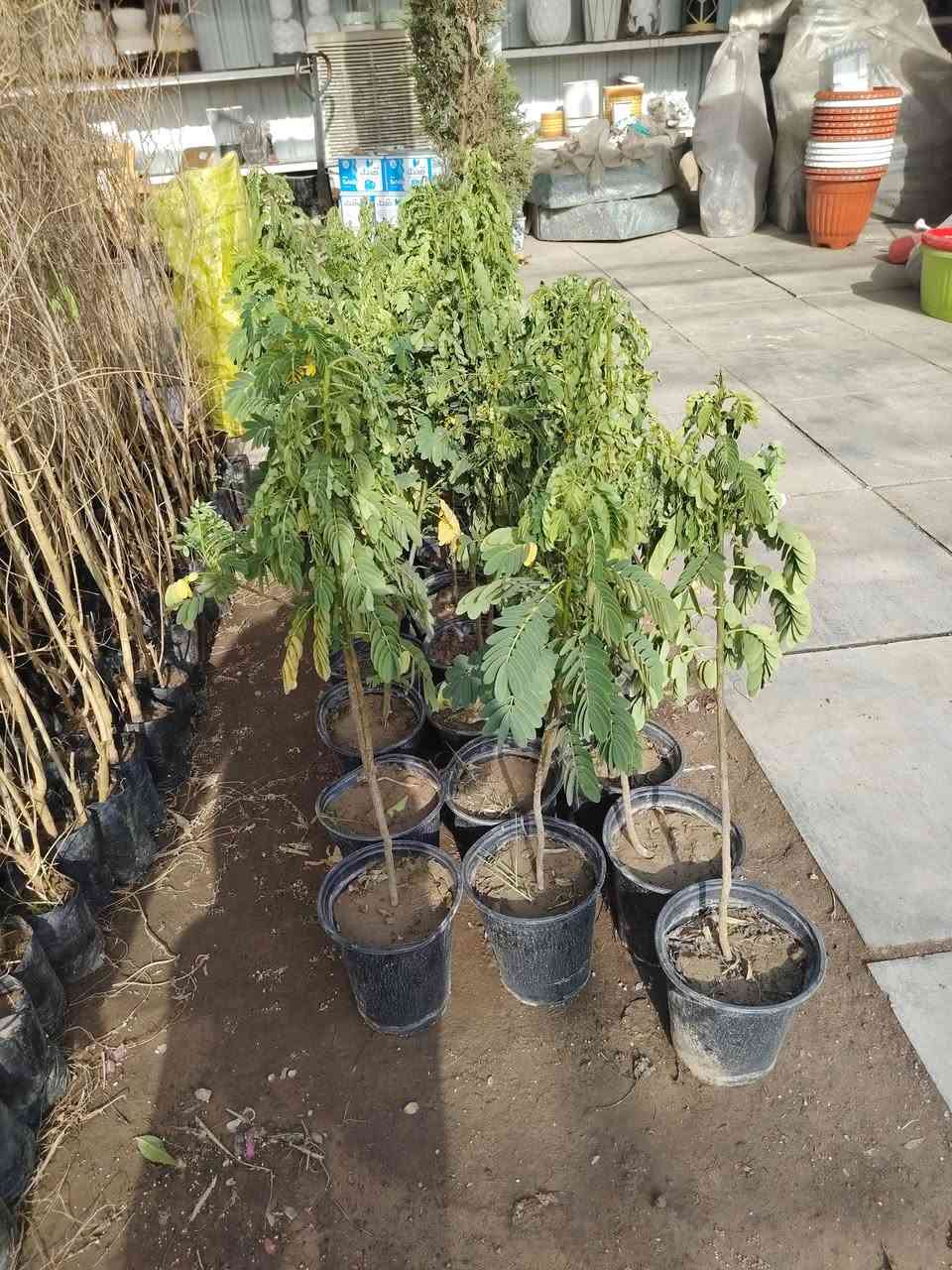 سلام عليكم خوان يوجد كوادر تشجير وتنظيف حدائق كل مساحات بأسعار مناسبه هاذه رقمي متواجد داخل بغداد ملاحضه أي شي تردون موجود هاذه رقمي نتصل دللون ***********/***********/عبدالله
