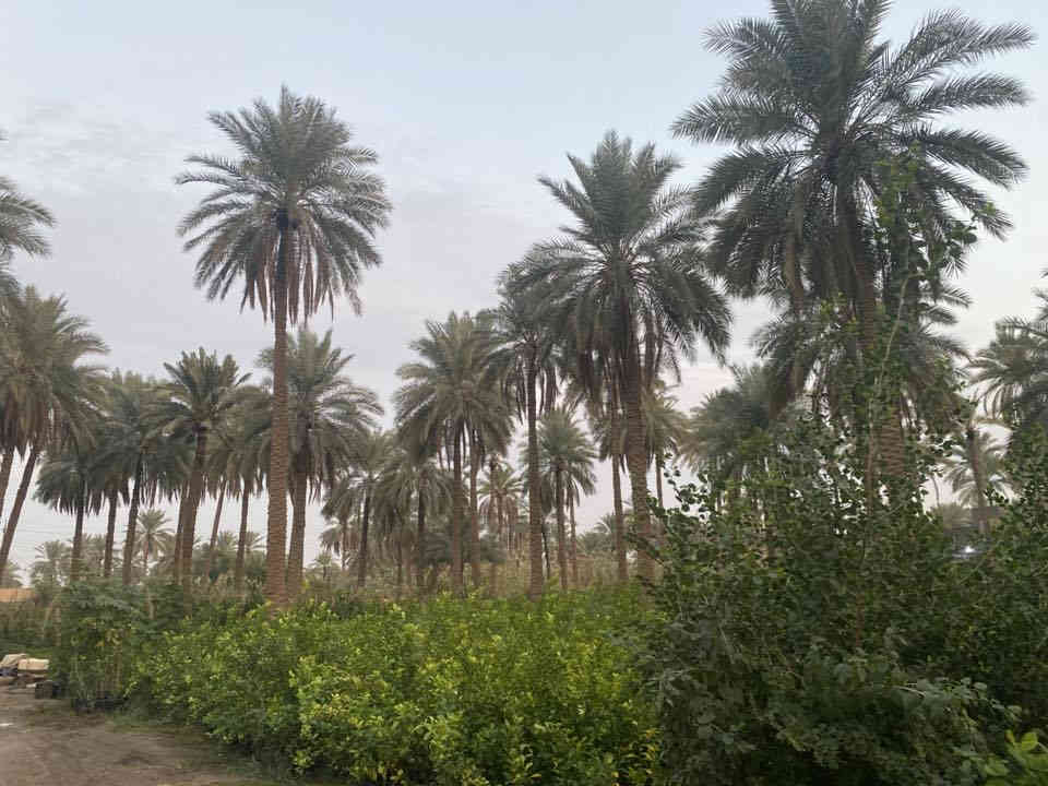 يتوفر لدي كافت انوع الشتلات والئزهار والحمضيت للتواصل ***********كربلاء الحسنينه
