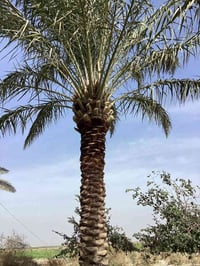 شغل اليوم يوجد تكريب قلع فروخ نخل تجذير نخل دوه نخل أتصل أو تراسل ( 07...